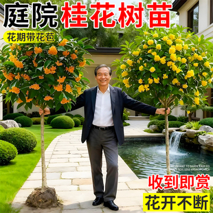 浓香型桂花树苗庭院地栽原生金桂大树名贵四季桂老桩盆栽北方耐寒