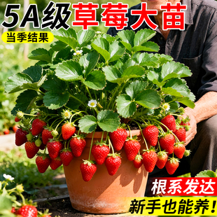 草莓苗秧盆栽带果四季 结果奶油穴盘苗特大号丹东批发阳台种植原土