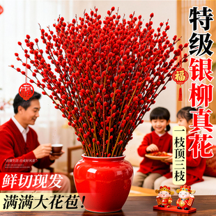银柳鲜枝真花枝带花客厅花卉摆件批发红干花绿植四季花束开花鲜花