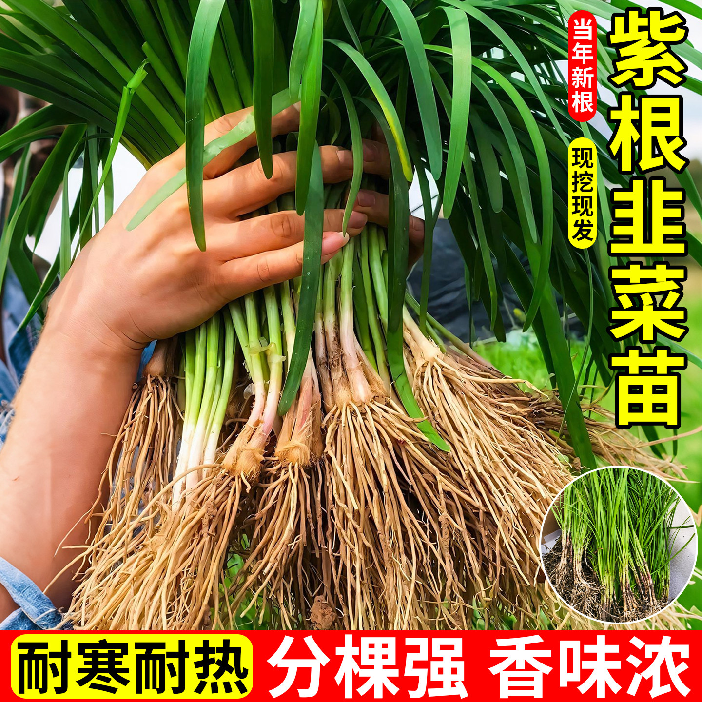 韭菜根苗紫根宽叶四季带土现挖红根本地大叶韭菜农家种植蔬菜带根,鲜花速递/花卉仿真/绿植园艺,种苗/半成品盆栽,淘宝优惠券,粉丝福利购,淘宝优惠卷