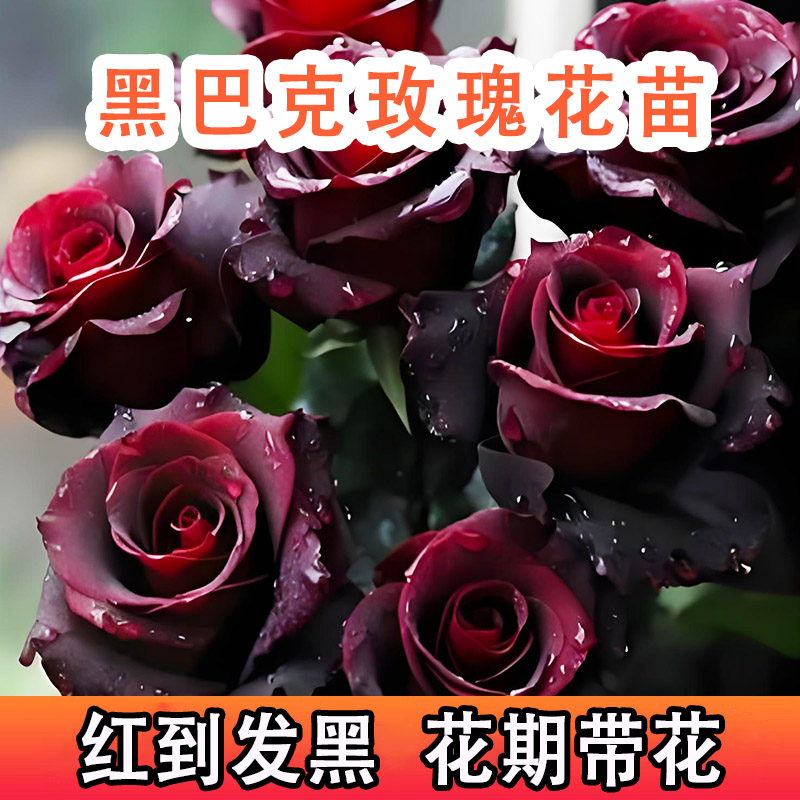 黑巴克月季黑玫瑰花树苗开花大朵大花浓香特大花苗爬藤四季盆栽