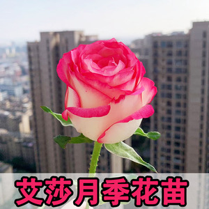 月季品种大全艾莎月季果汁阳台黑巴克超微瑞典女王粉龙沙宝石蒂娜