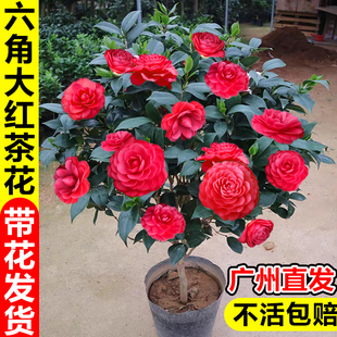 四季红赤丹六角大红茶花树苗开花特大号山茶花矮桩阳台盆栽易养活
