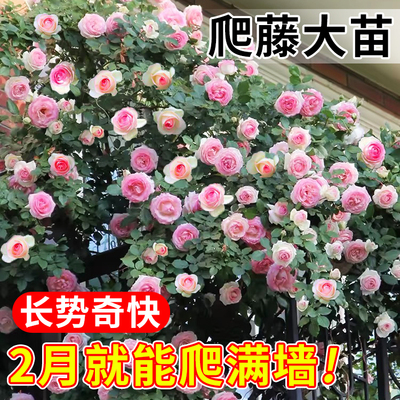 爬藤月季四季大苗蔷薇花苗粉龙沙宝石藤本大花开花浓香植物玫瑰