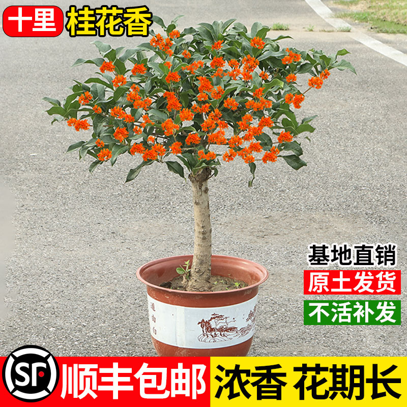 流苏嫁接桂花树四季盆栽树苗金桂四季桂室内花卉老桩正宗月月桂