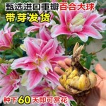 百合种球带芽阳台进口重瓣耐寒四季盆栽花卉香水百合花庭院好养
