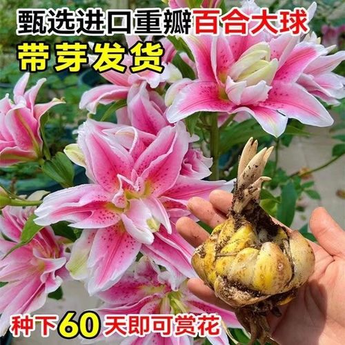 重瓣香水百合花种球带芽阳台进口