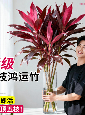 鸿运竹富贵竹水培植物客厅招财室内懒人好养绿植带根紫竹基地直发