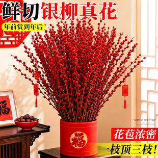 银柳鲜枝真花客厅干花摆件花卉鲜花绿植花束天然水培插花植物春节
