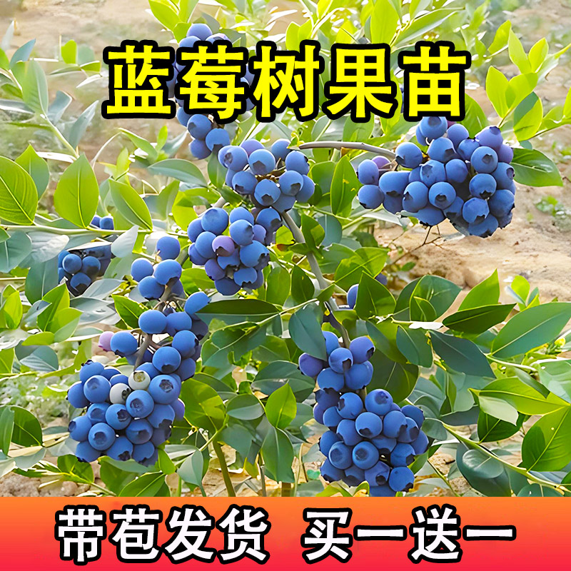 蓝莓树果苗南方果树盆栽