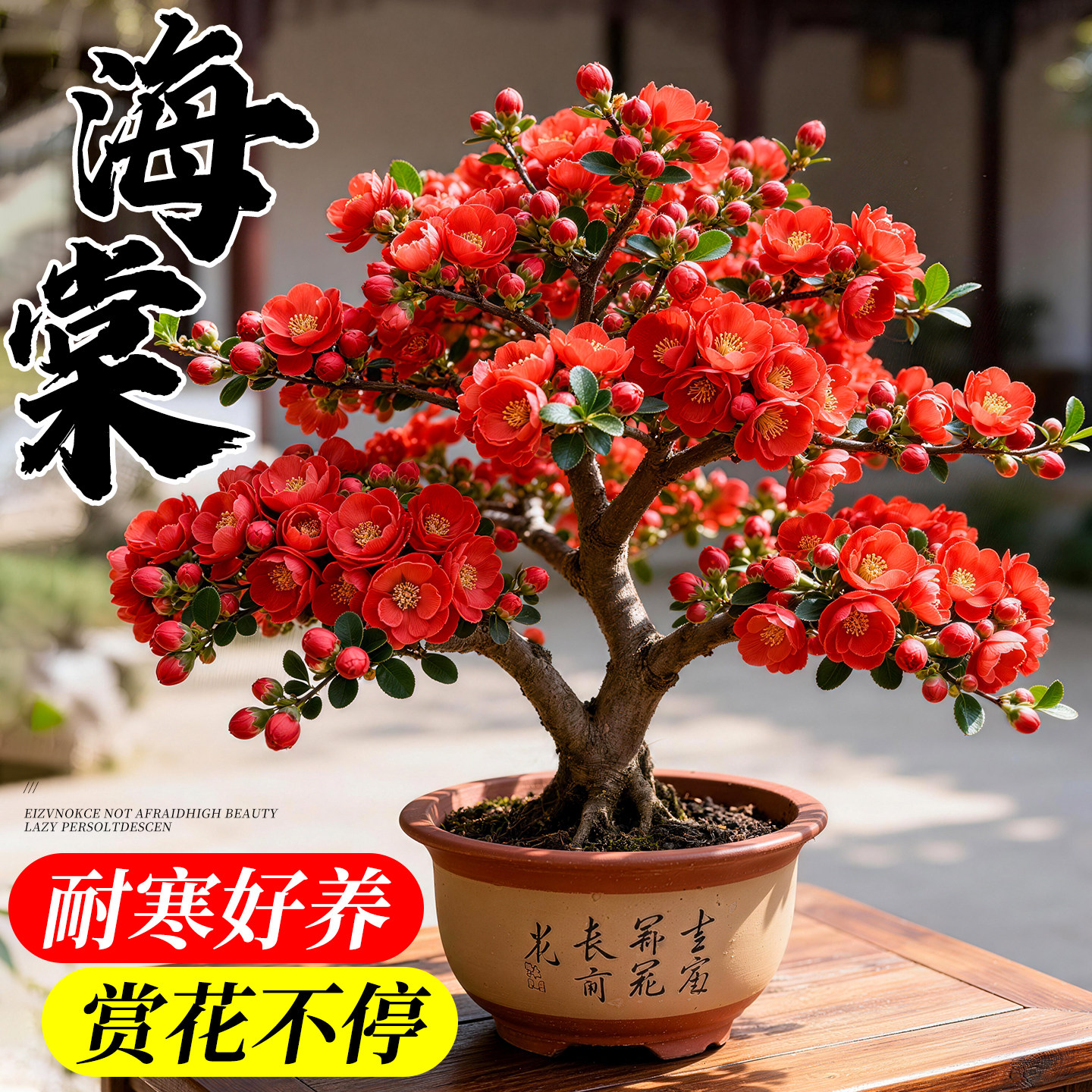 海棠花盆栽四季花卉开花绿植室内花植物好养活庭院老桩带花苞树苗