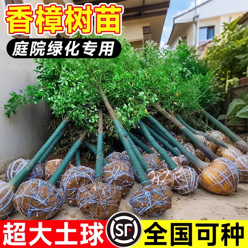 香樟树苗大树大叶庭院