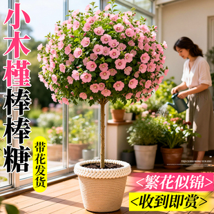 小木槿花棒棒糖树苗造型树绿植庭院绿化植物四季花卉室外重瓣花苗