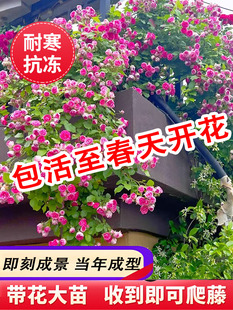 胭脂扣爬藤月季墙微花树苗蔷薇花苗四季老桩大苗开花月季花蒂娜