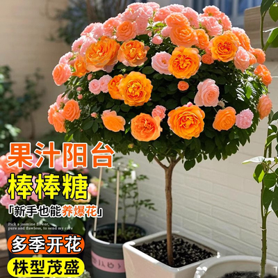果汁阳台棒棒糖月季花苗四季
