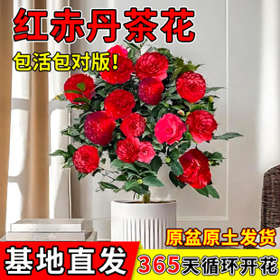 大红色茶花树苗山茶花盆栽红赤丹四季室内开花植物适合冬天养的花