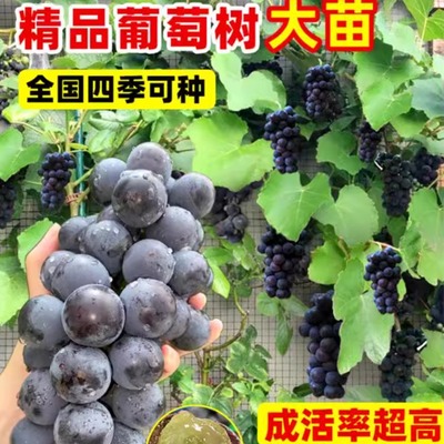 巨峰葡萄树苖阳光玫瑰果苗爬藤盆