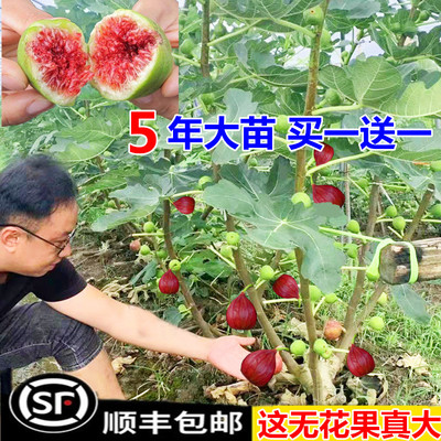 无花果树苗盆栽水四季特大波姬红