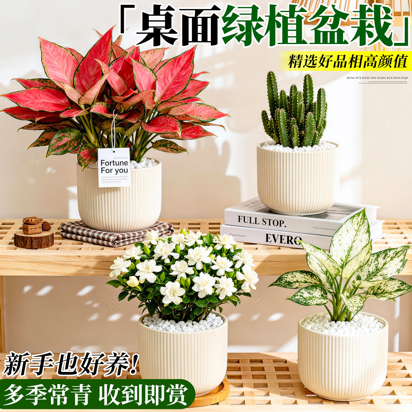 办公室桌面绿植好养小盆栽工位高级感微景观水培摆件室内客厅花卉