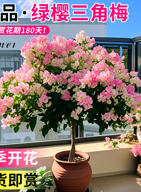 绿缨三角梅盆栽带花树苗四季花卉老桩开花植物苗重瓣爬藤三角梅花