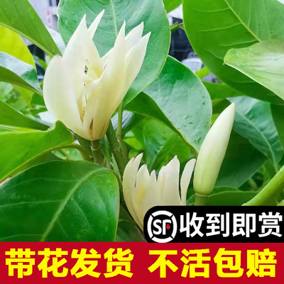 白兰花玉树苗卉植物室内庭院绿易