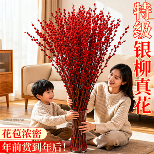 银柳鲜枝真花客厅干花摆件批发花束室内绿植鲜花水培植物年宵花卉
