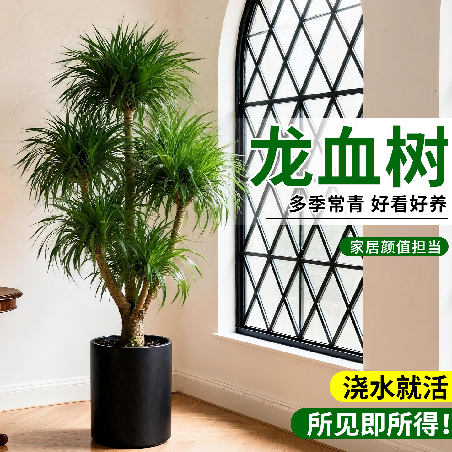 龙血树客厅室内绿植大型高端