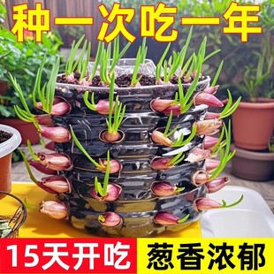 葱头种子小葱香葱带根红葱头种四季 耐寒 菜苗秧苗盆栽蔬菜大全冬季