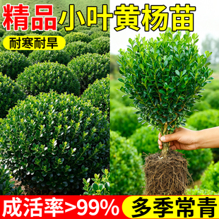 正宗小叶黄杨球树苗盆景雀舌造型树庭院别墅老桩苗木耐寒盆景绿植