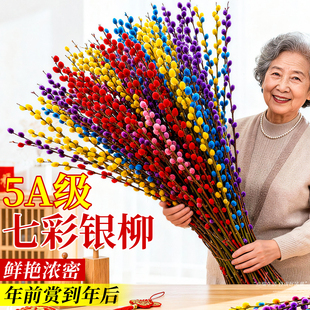 七彩银柳鲜枝真花红色年宵花卉耐寒植物干花福桶室内装饰花束客厅