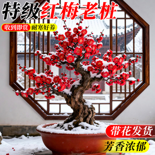 红梅老桩盆景腊梅花卉冬天室外耐寒苗木梅花盆栽树苗室内四季绿植