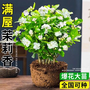 茉莉花盆栽树苗室内四季大苗好养易活带花苞开花绿植耐寒耐热花卉