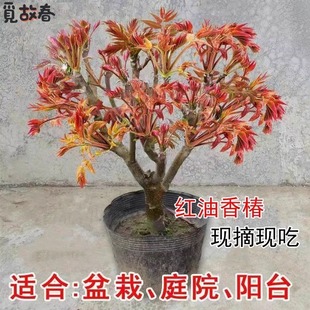 红油香椿树苖老桩树苗大树矮化特大号阳台果树食用北方庭院地栽