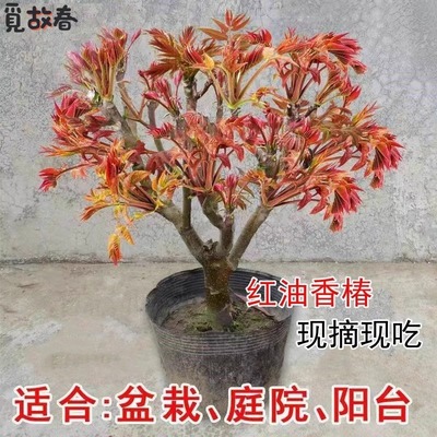 红油香椿树苖老桩树苗大树