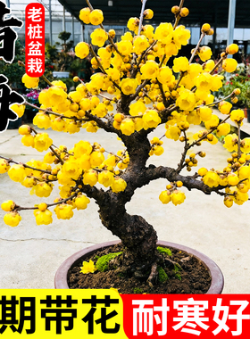 腊梅花老桩树苗正宗素心带花苞盆栽室外耐寒盆景四季红梅开花植物