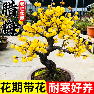 腊梅花老桩树苗正宗素心带花苞盆栽室外耐寒盆景四季红梅开花植物