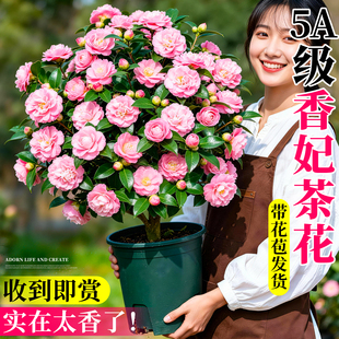 香妃山茶花树苗四季带花苞盆栽开花绿植特大号花卉室内好养活植物