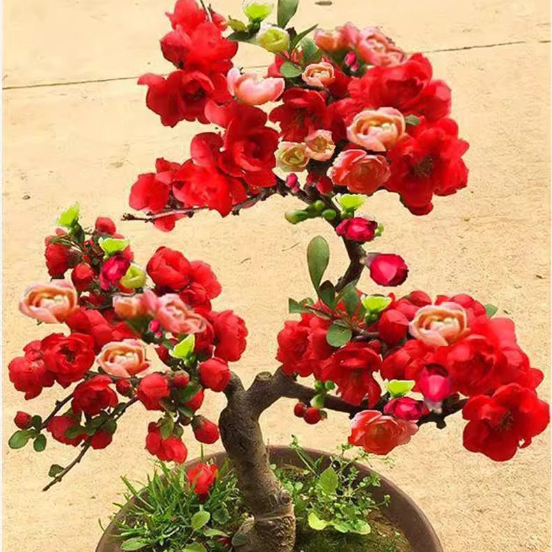 海棠花盆栽树苗盆景重瓣老桩庭院绿植物室内四季花卉开花好养易活