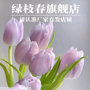 郁金香花种球鲜花绿植室内盆栽四季水培植物好养带芽浓香百合批发