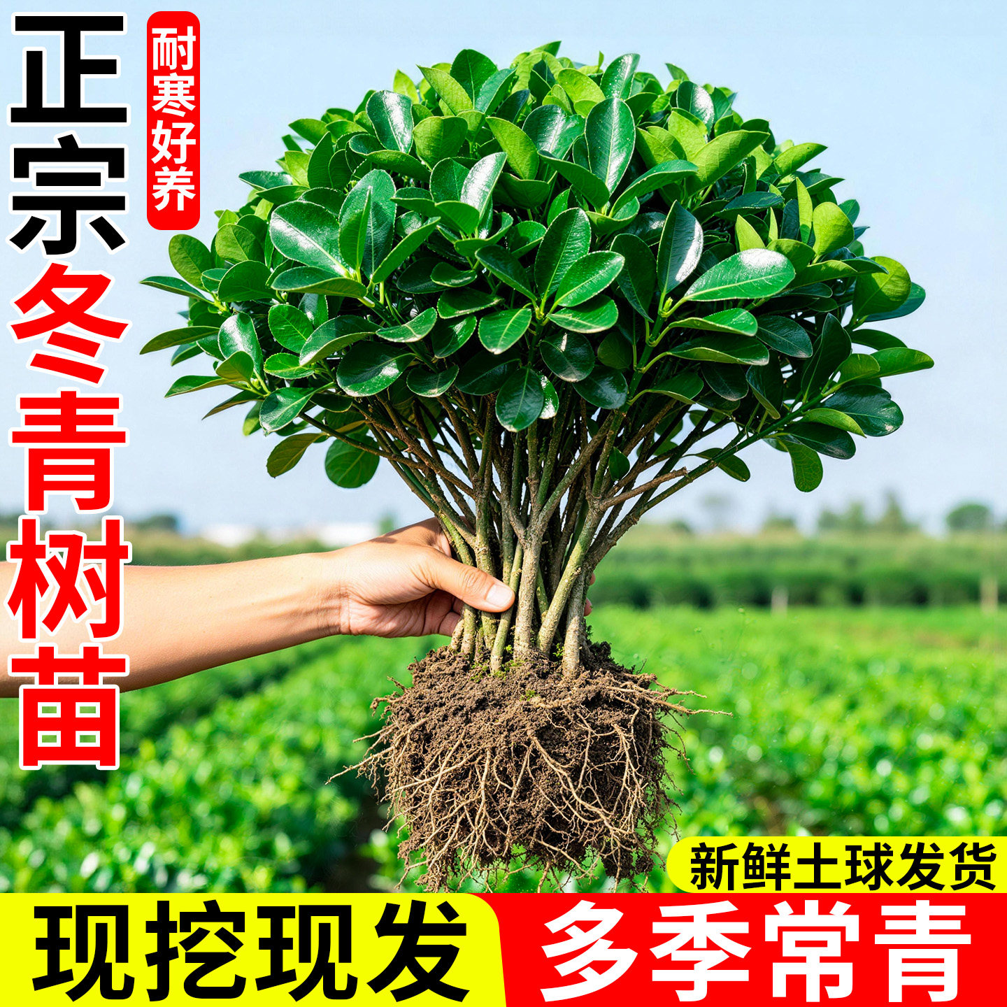 冬青树苗北海道黄杨绿篱庭院绿化植物四季大叶常青围墙篱笆苗直立