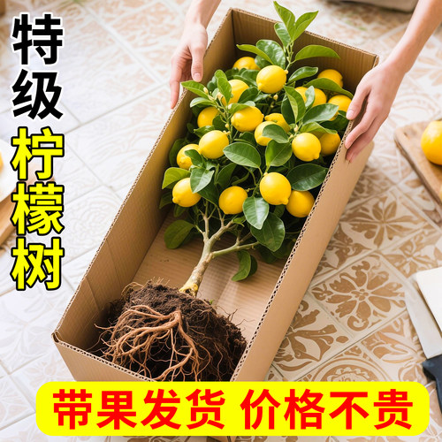 柠檬树树苗盆栽带果香水老桩