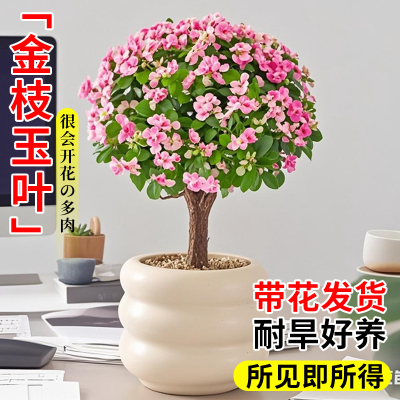 金枝玉叶盆栽老桩造型多肉植物