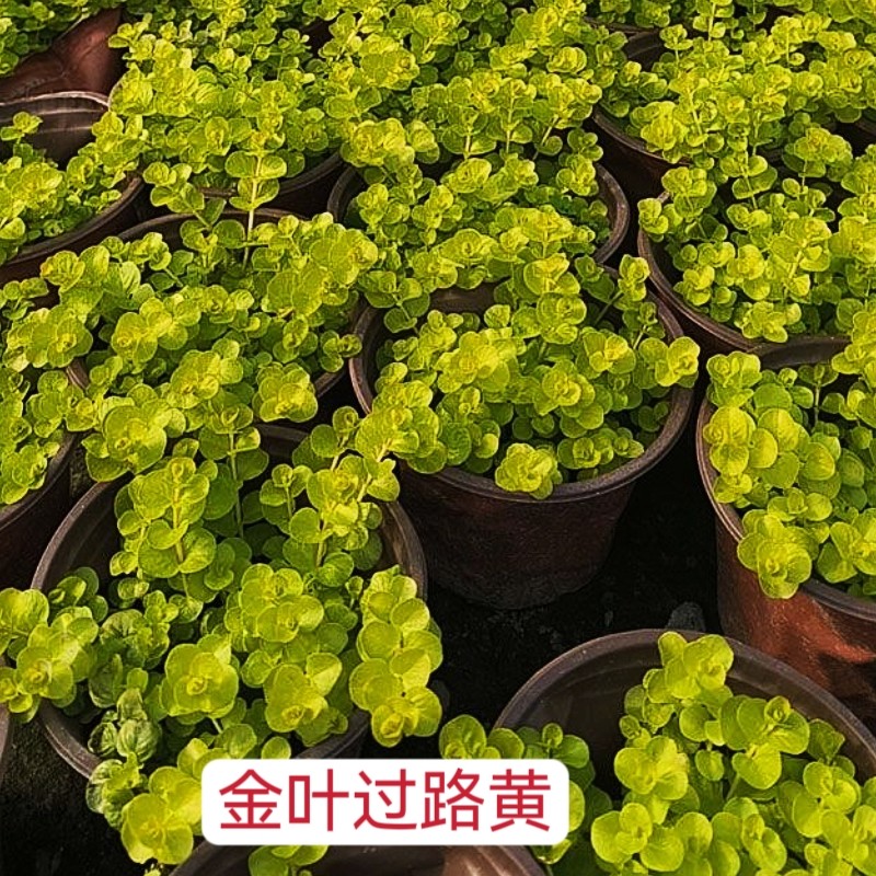 金叶过路黄盆栽地被可垂吊金钱草耐热耐寒观叶常绿好养活花境植物