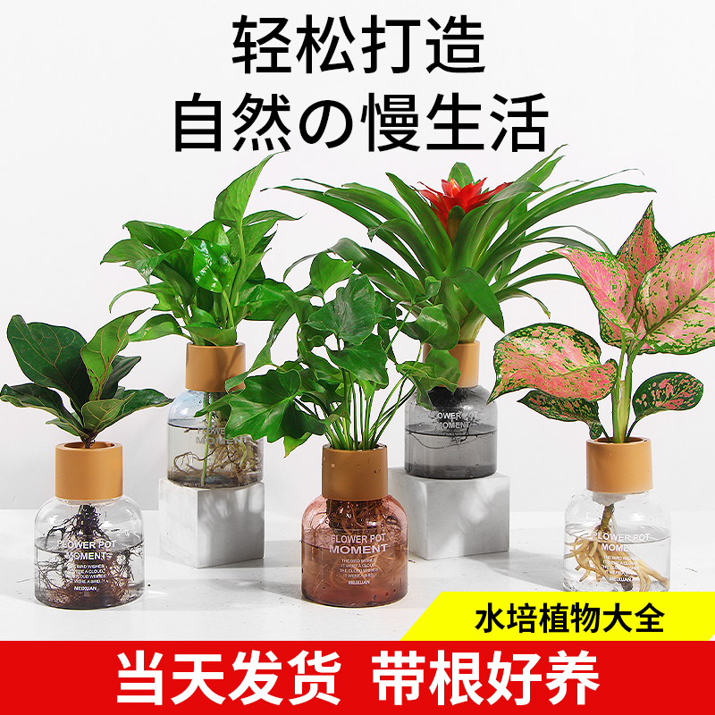 白掌一帆风顺盆栽水培植物办公室内花卉绿植绿萝箩红掌发财树鲜花