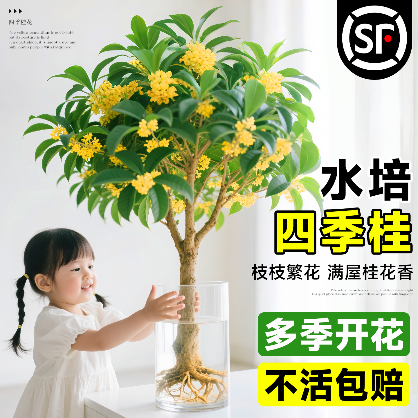水培四季桂花树苗带花苞盆栽