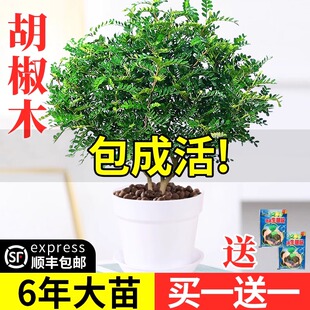 正宗清香胡椒木盆栽花卉室内外驱蚊草植物树苗老桩盆景九里香绿植