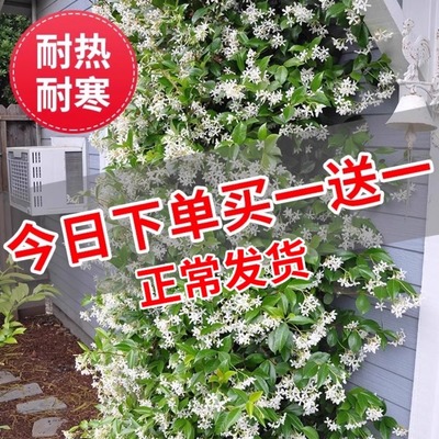 风车茉莉盆栽大苗懒好养藤垂丝爬藤花卉耐寒阳台盆栽植物四季开花