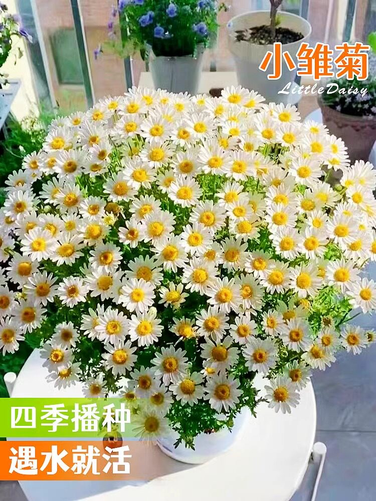 小雏菊花种籽子洋甘菊花卉植物盆栽太阳花种孑野花苗四季开花