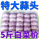 蔬菜批发紫皮特大10斤 蒜籽2023当季 新鲜干大蒜头5斤装 金乡大蒜