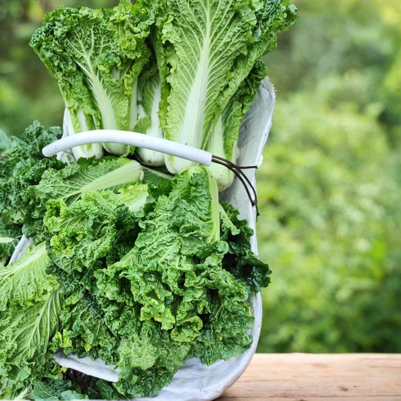 贵州农家自种新鲜青口白大白菜麻叶菜口感脆甜包邮,水产肉类/新鲜蔬果/熟食,叶菜类,淘宝优惠券,粉丝福利购,淘宝优惠卷